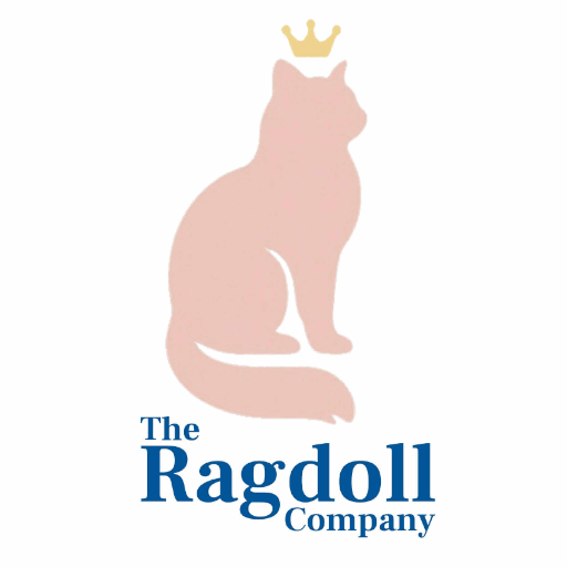 ragdoll company ragdoll kittens